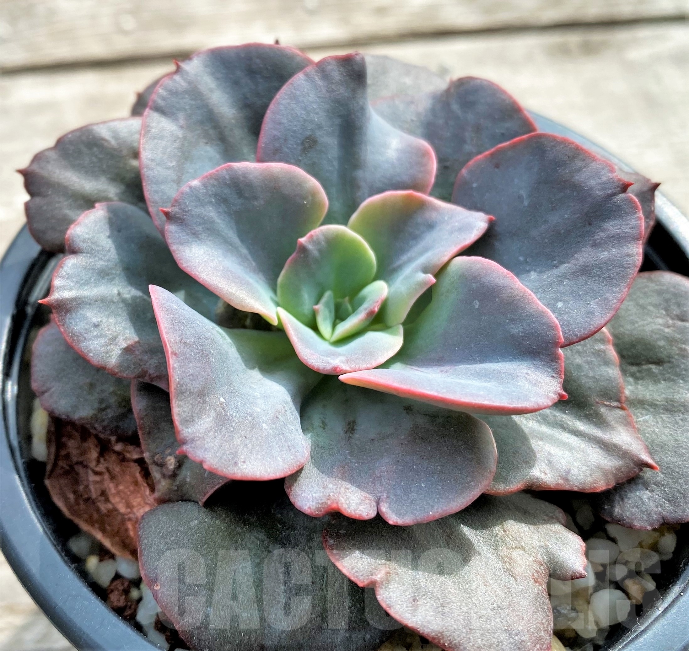 SHPR13094 Echeveria 'Red Sky' x ? - Obrázek 3