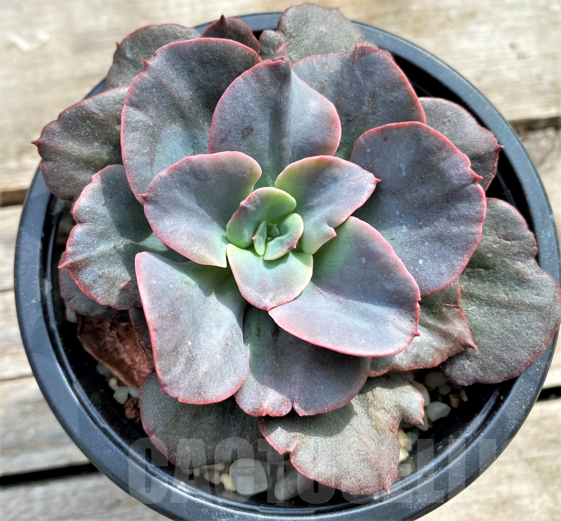 SHPR13094 Echeveria 'Red Sky' x ?