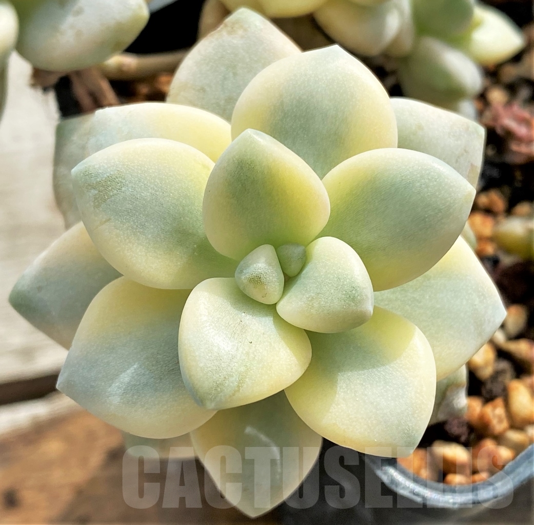 SHPR13096 Graptopetalum apricot variegated