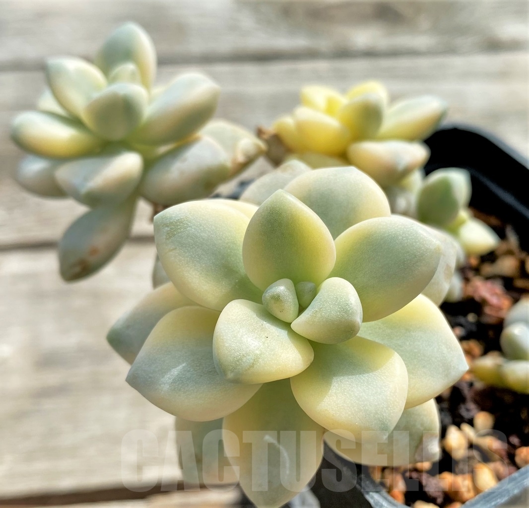 SHPR13096 Graptopetalum apricot variegated - 画像 (2)