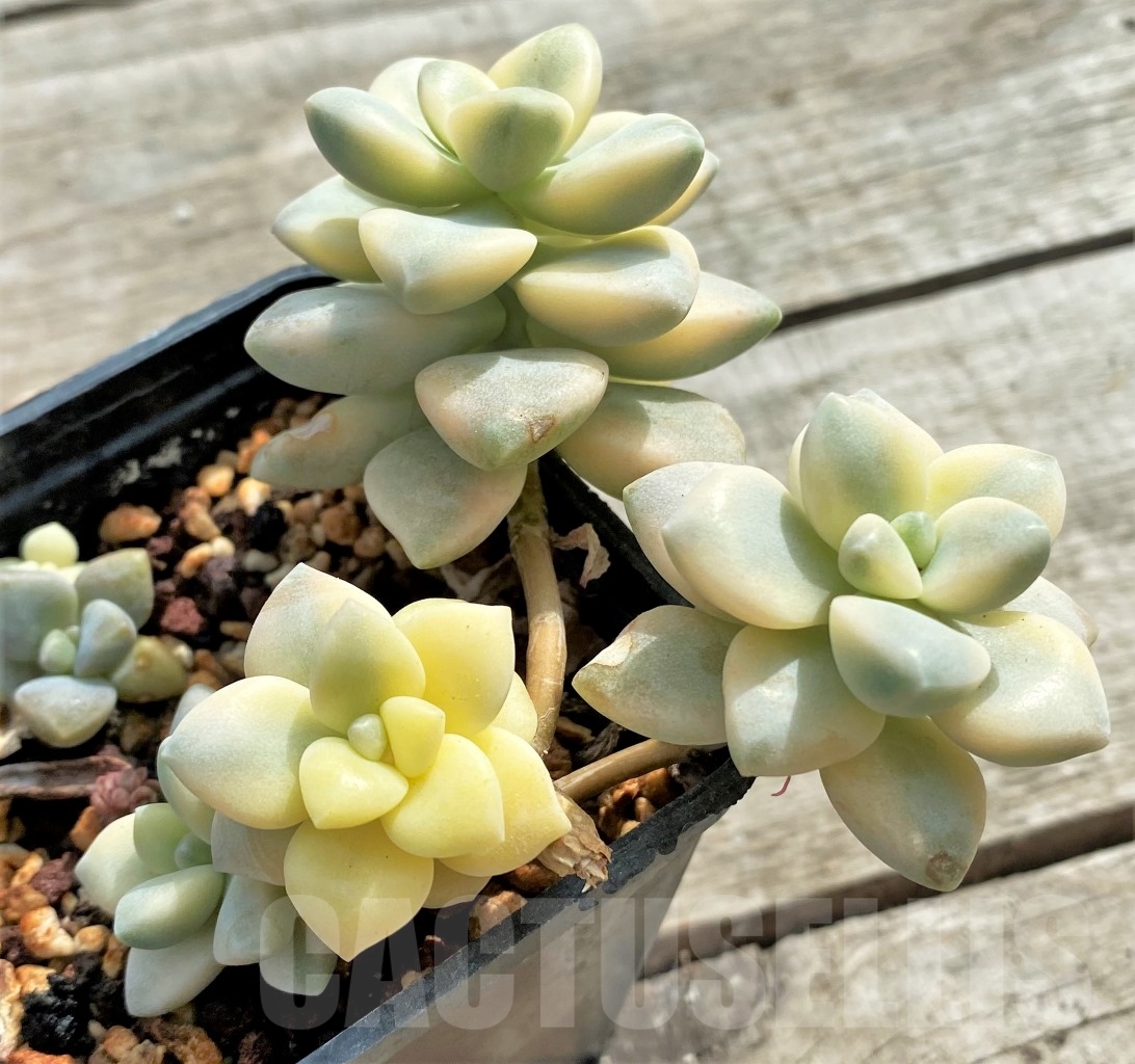 SHPR13096 Graptopetalum apricot variegated - 画像 (3)