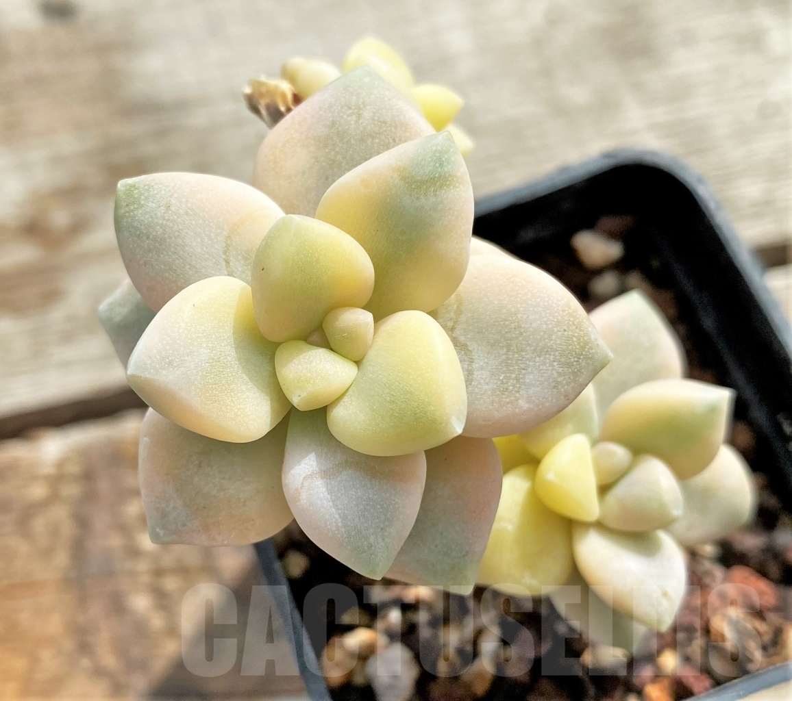 SHPR13097 Graptopetalum apricot variegated