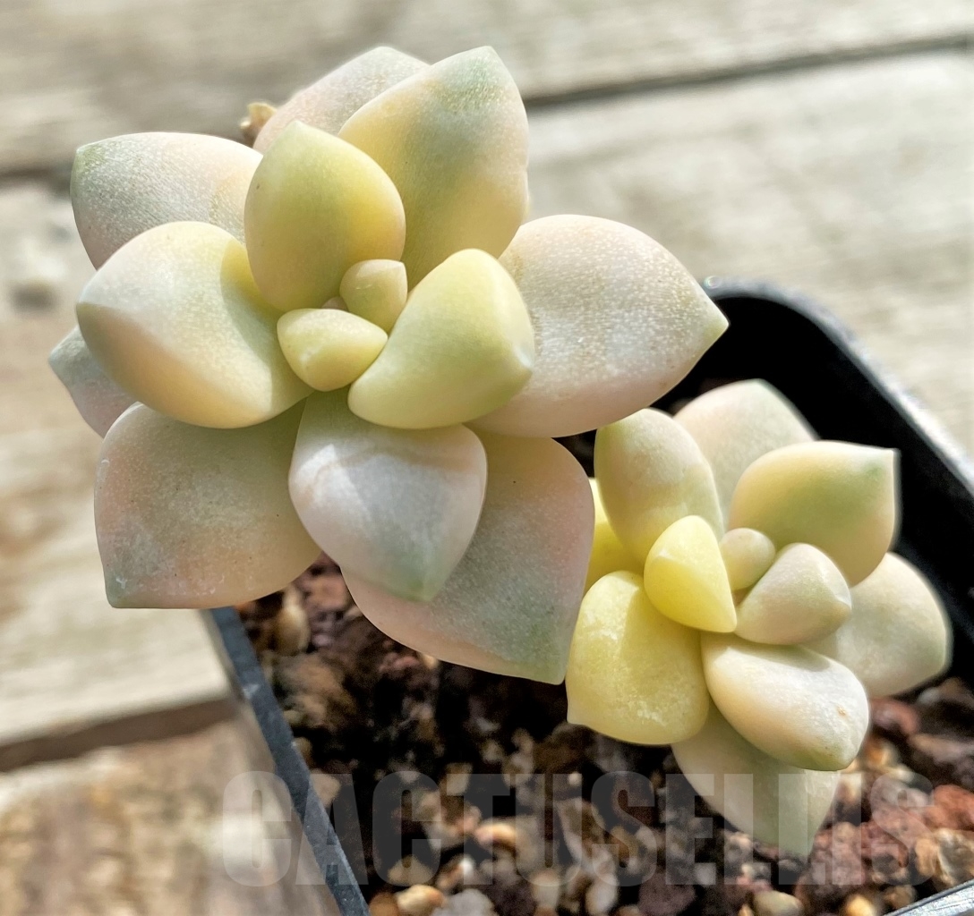 SHPR13097 Graptopetalum apricot variegated - 画像 (2)