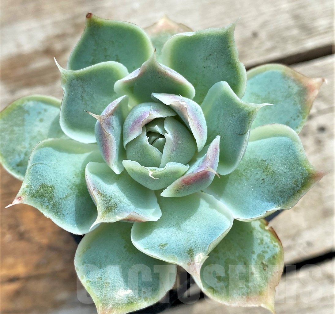 SHPR13098 Echeveria Fiona's Choice - 画像 (2)