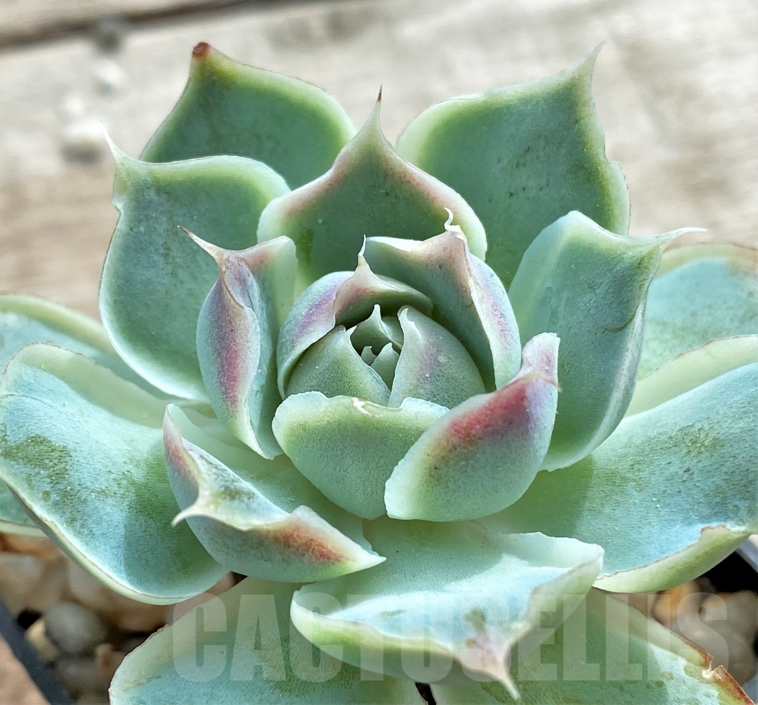 SHPR13098 Echeveria Fiona's Choice