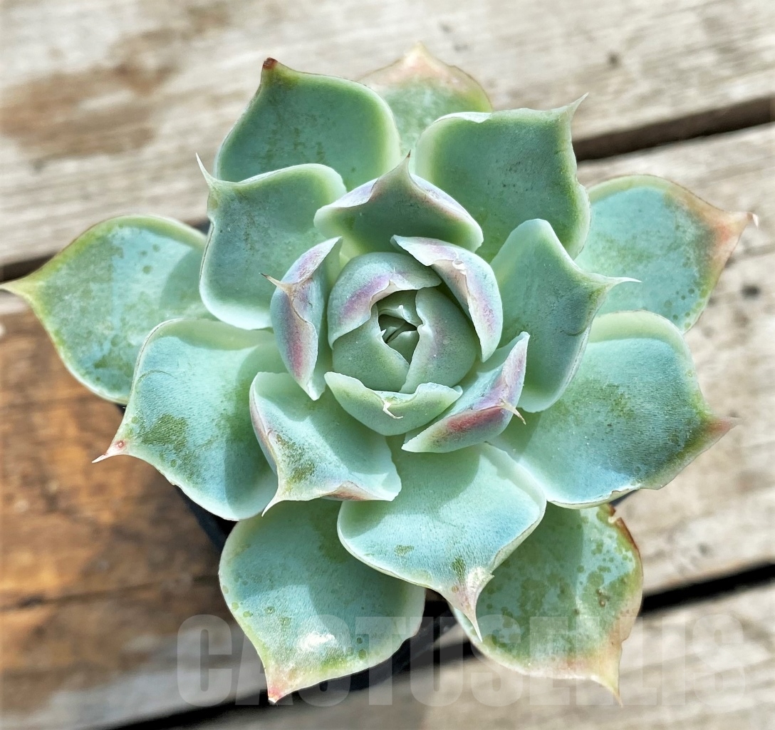 SHPR13098 Echeveria Fiona's Choice - 画像 (3)