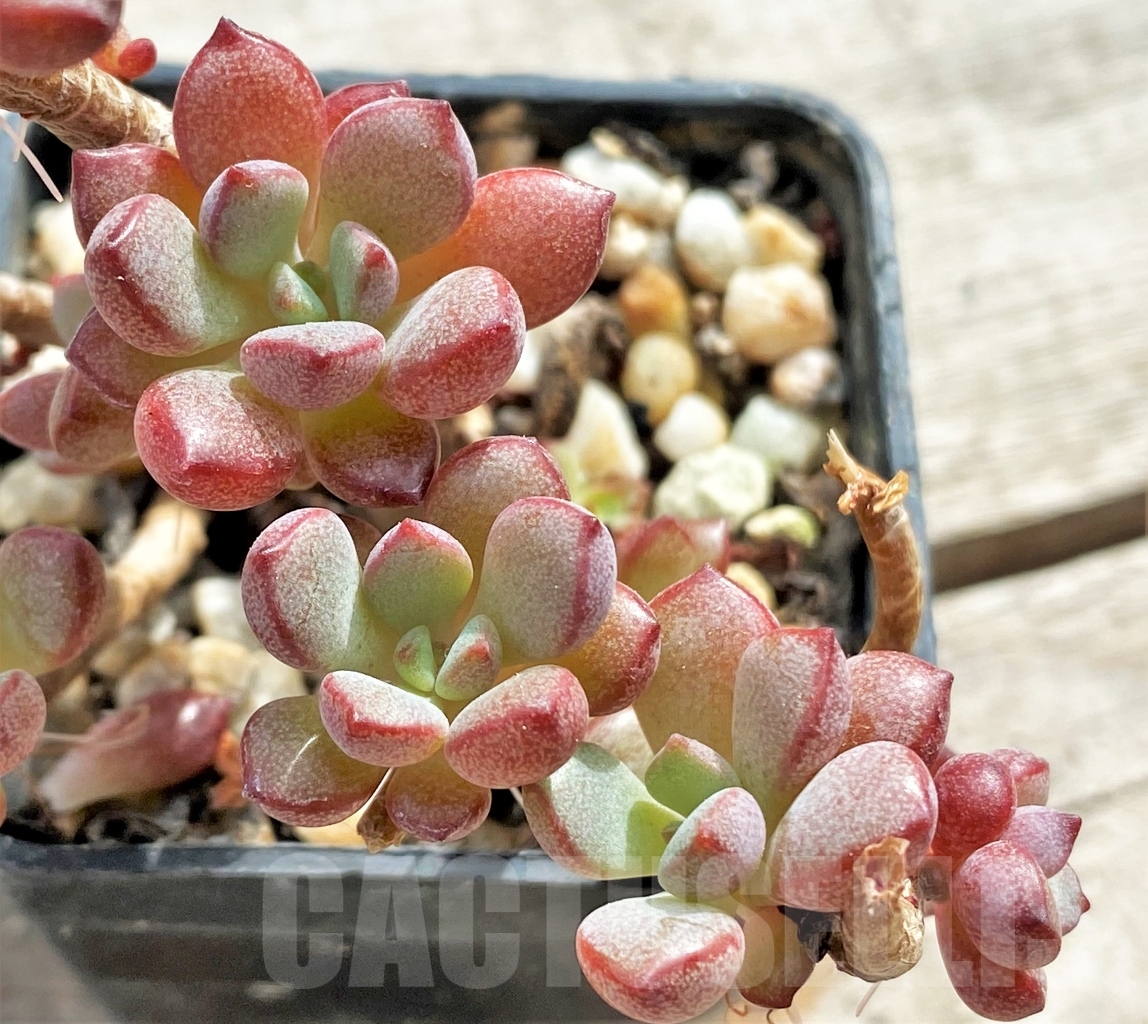 SHPR13099 Graptoveria Purple Dream