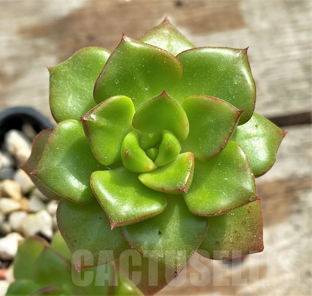 SHPR13100 Sedeveria 'Letizia'