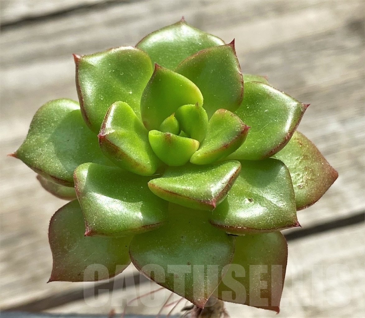 SHPR13100 Sedeveria 'Letizia' - Image 2