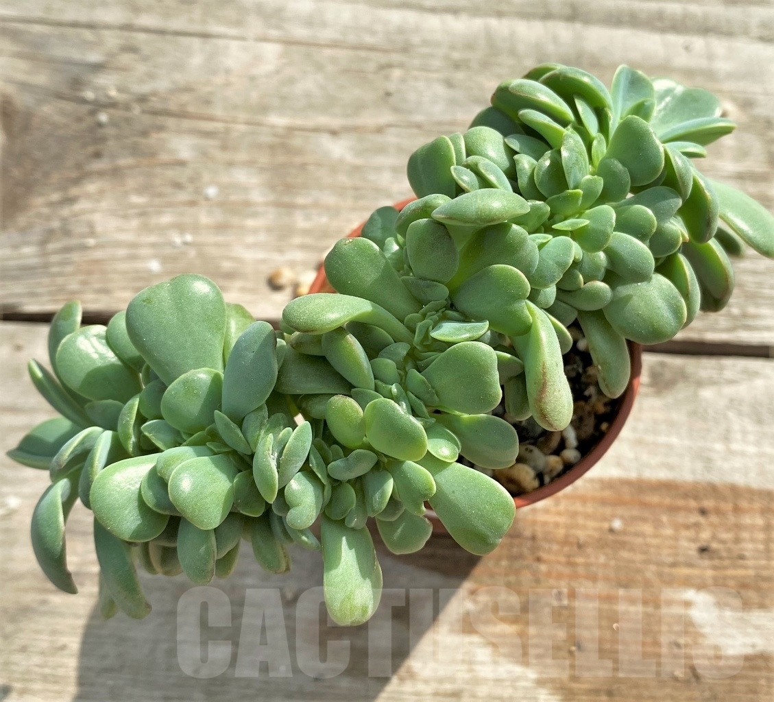 SHPR13102 Echeveria apus f. cristata