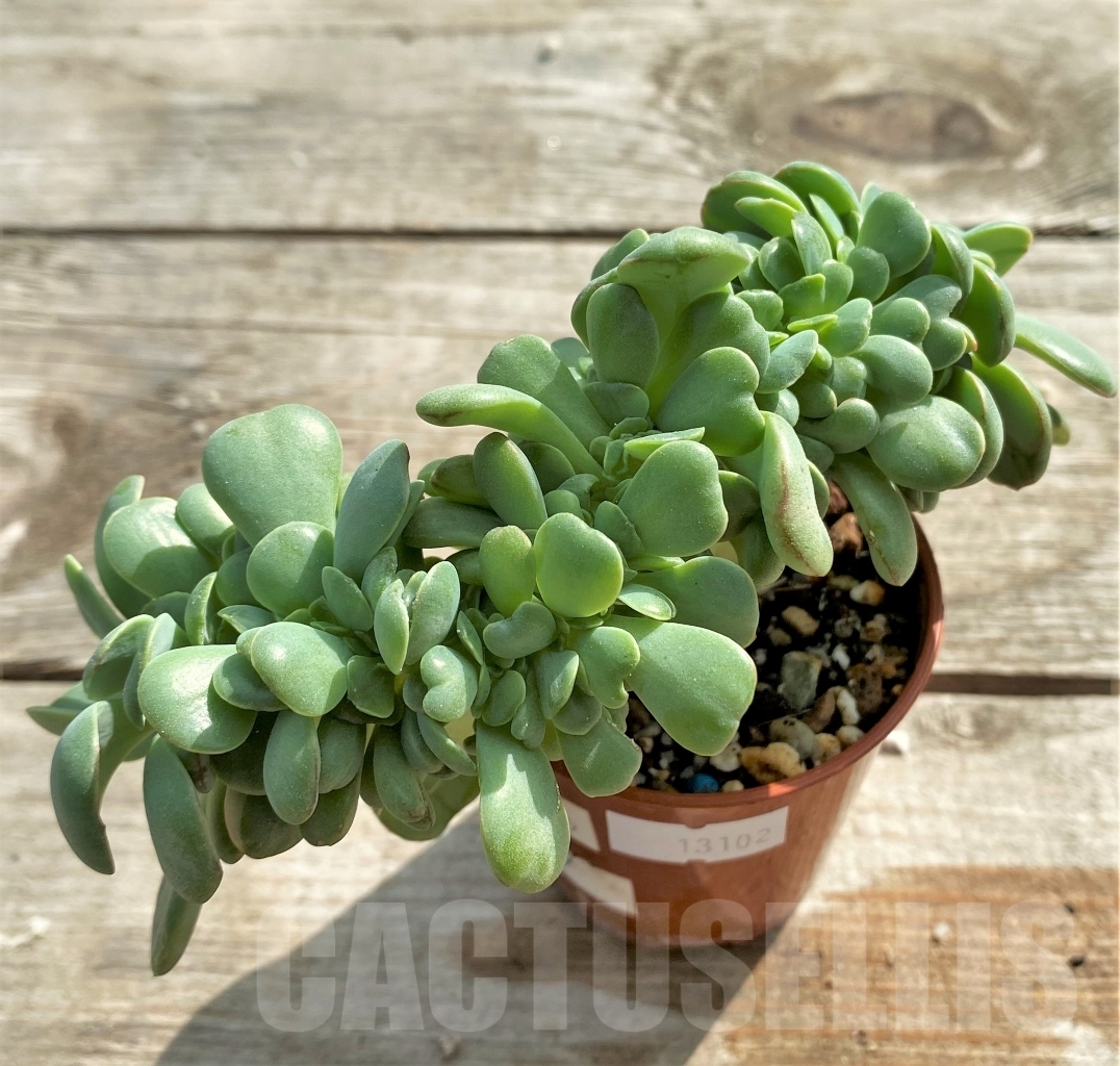 SHPR13102 Echeveria apus f. cristata - Image 2