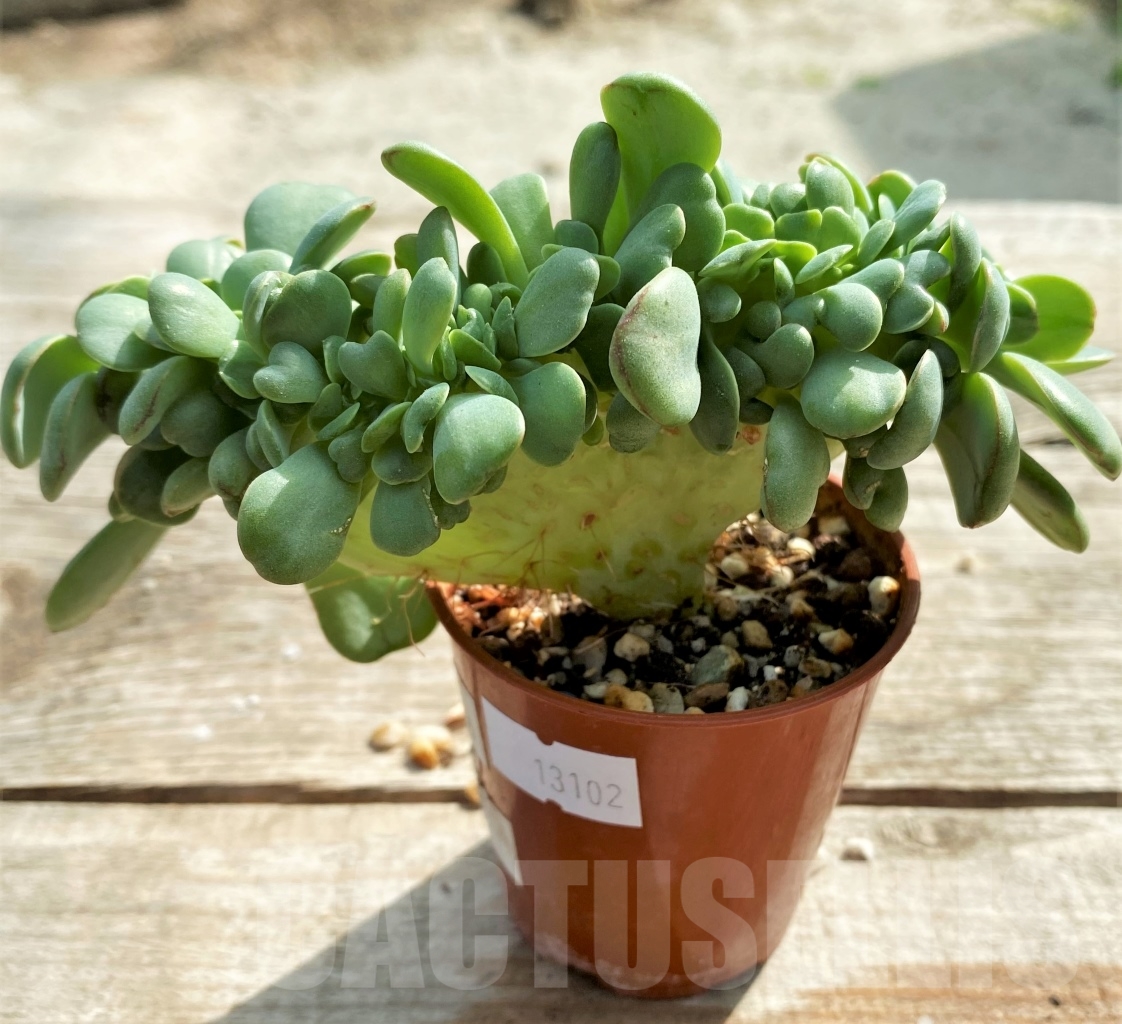 SHPR13102 Echeveria apus f. cristata - Image 3