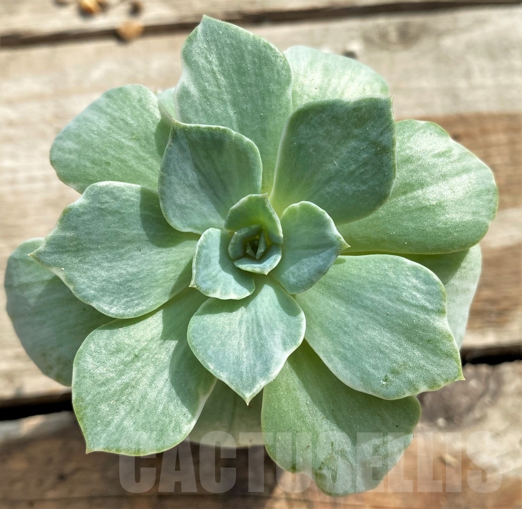 SHPR13103 Echeveria 'Silver Queen' f. variegata