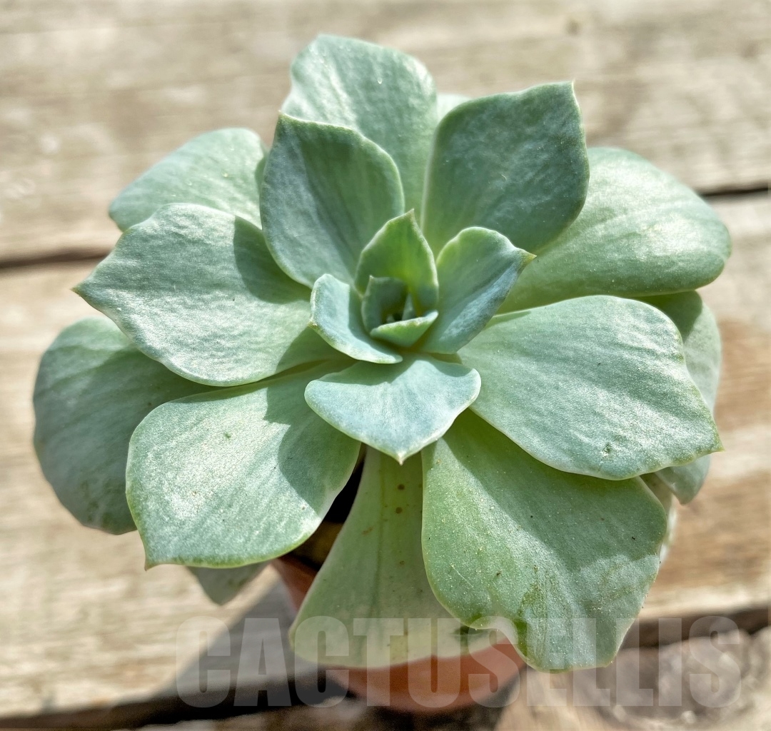 SHPR13103 Echeveria 'Silver Queen' f. variegata - Image 2