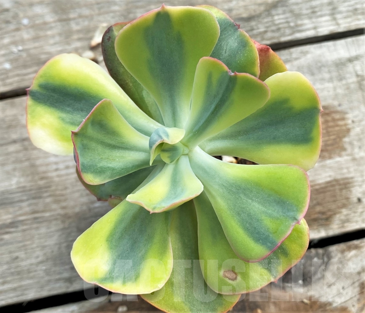SHPR13104 Echeveria ‘Winter Sunset’
