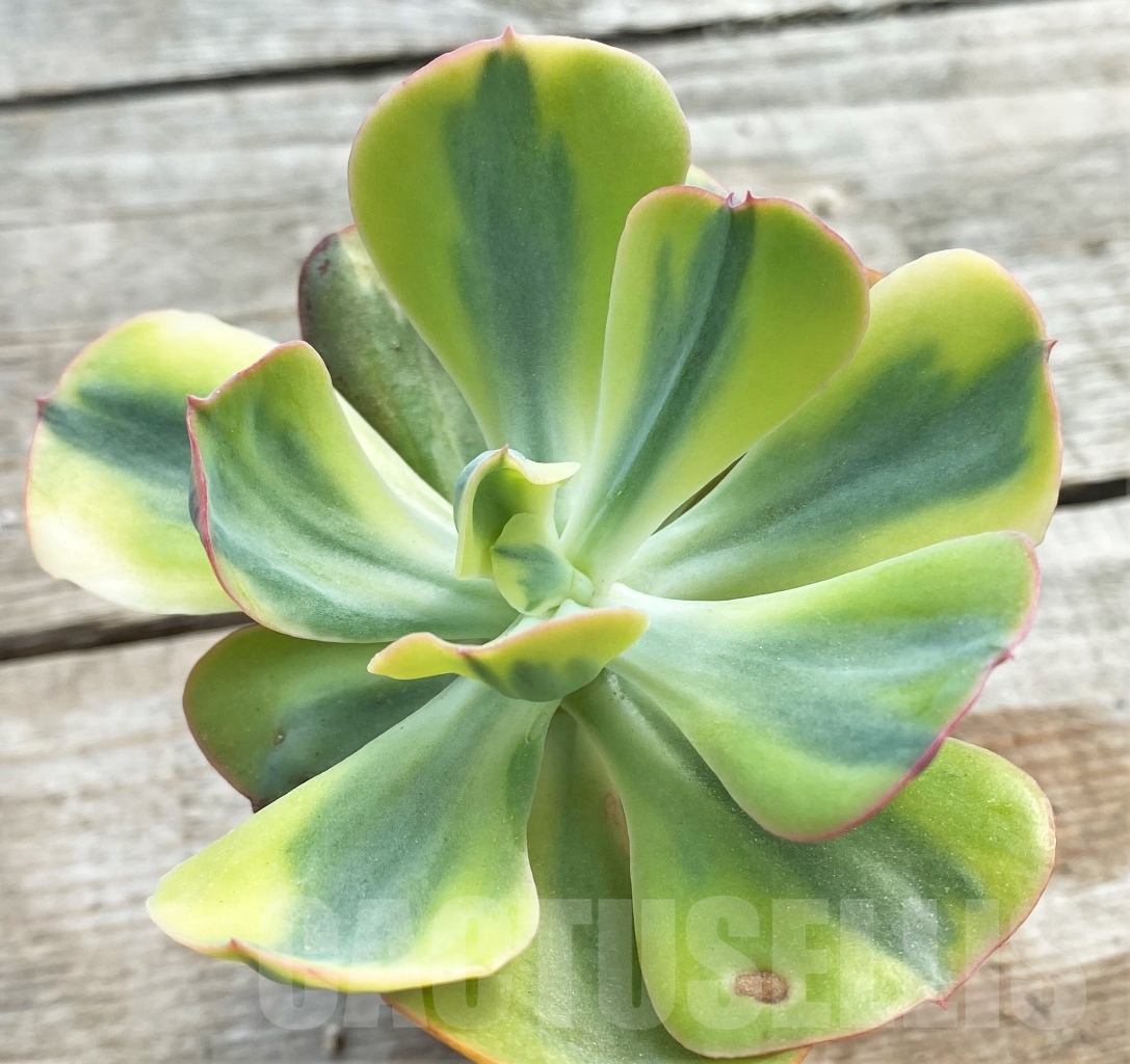 SHPR13104 Echeveria ‘Winter Sunset’ - immagine 2
