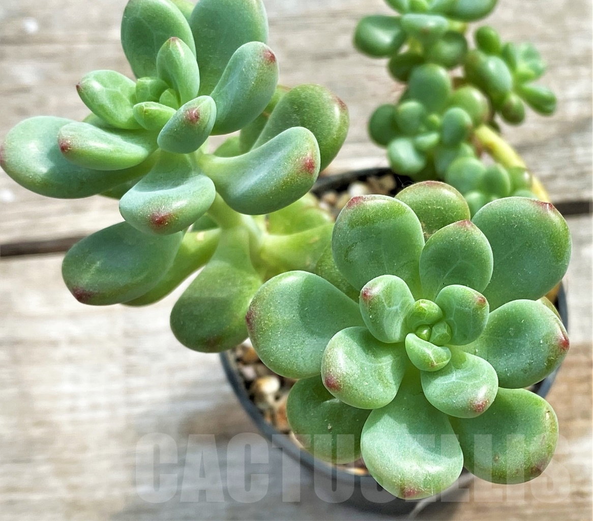 SHPR13105 Echeveria 'Shangri-La' - Image 2