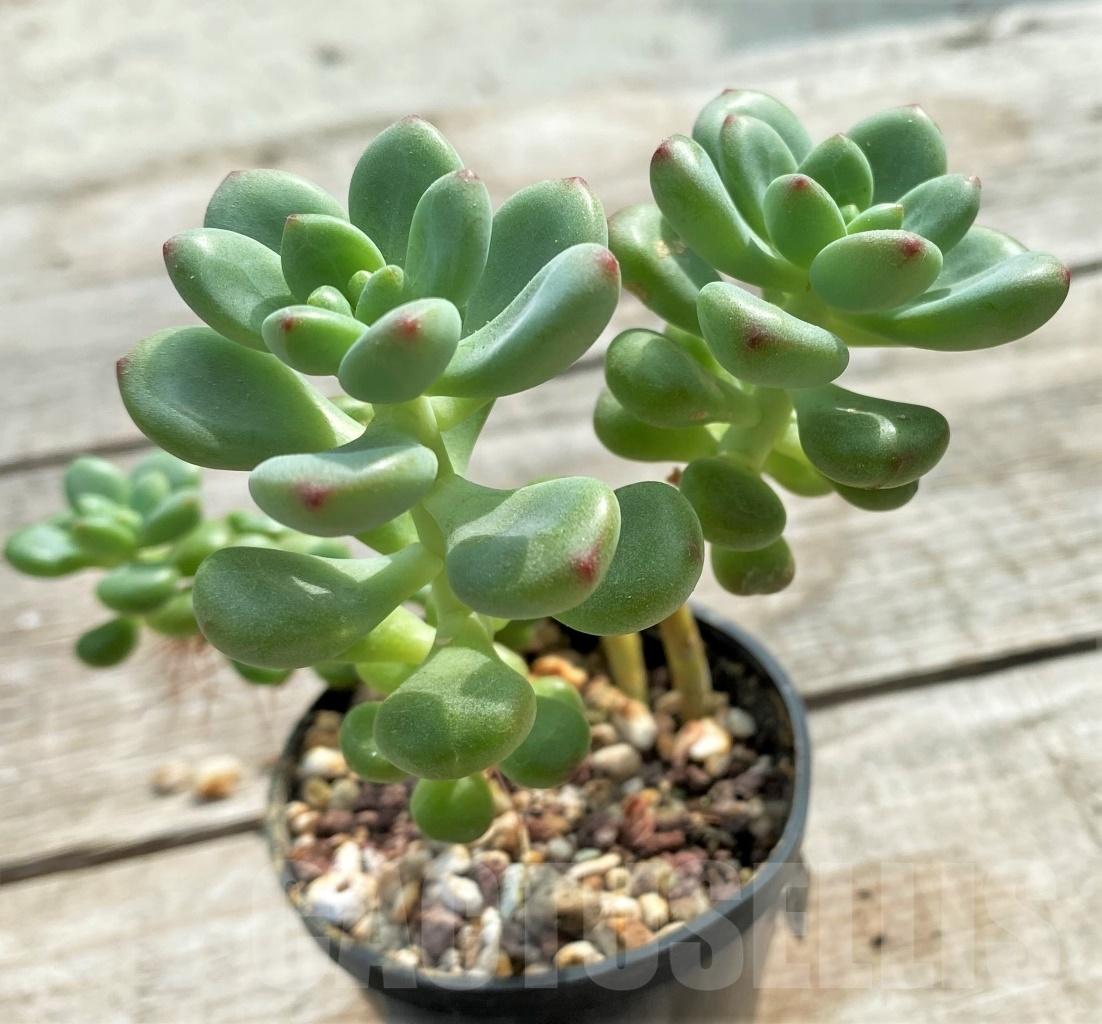 SHPR13105 Echeveria 'Shangri-La' - Image 3