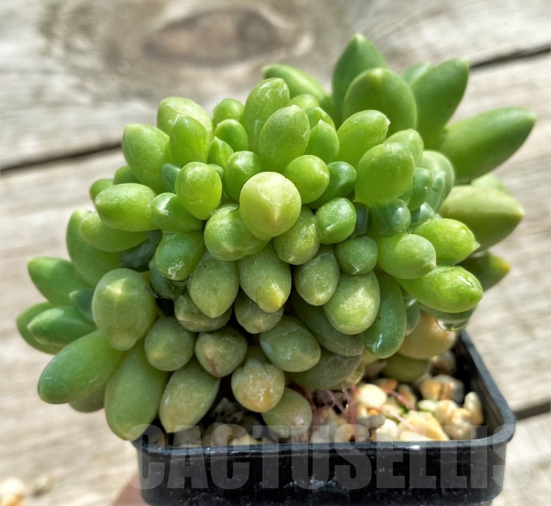 SHPR13109 Pachyphytum 'Chiseled Stones' f. cristata