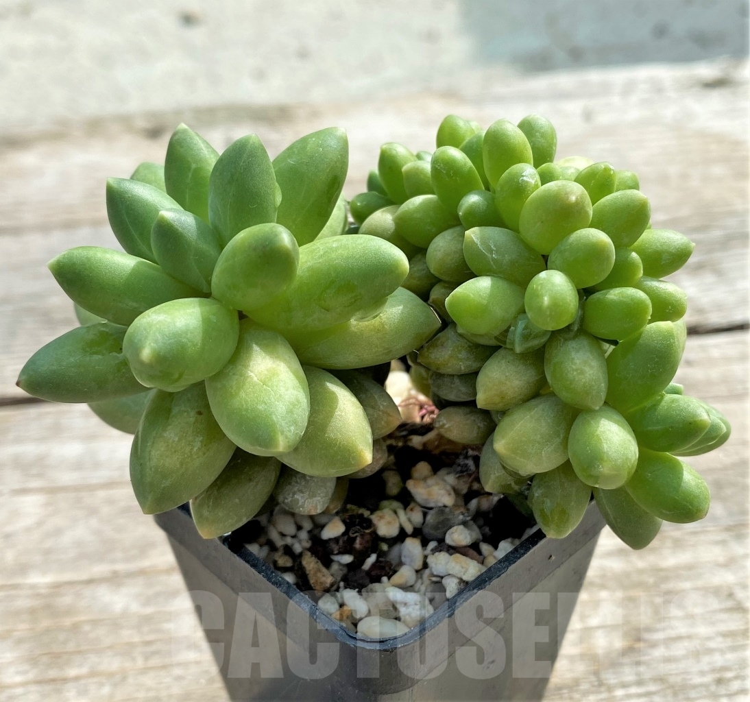 SHPR13109 Pachyphytum 'Chiseled Stones' f. cristata - Obrázek 2