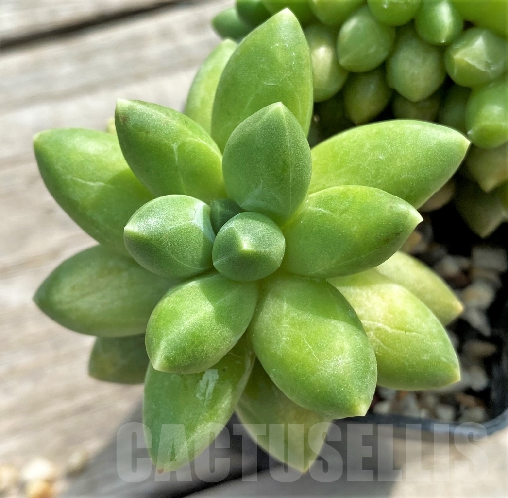 SHPR13109 Pachyphytum 'Chiseled Stones' f. cristata - Obrázek 3