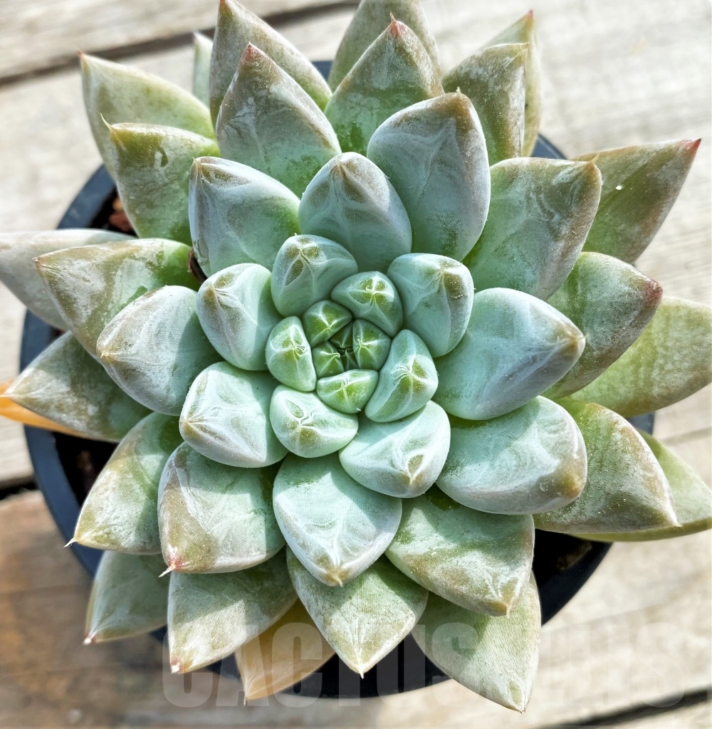 SHPR13111 Echeveria tolimanensis