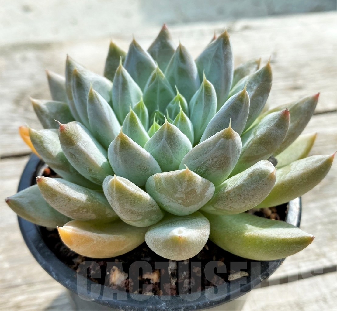 SHPR13111 Echeveria tolimanensis - Image 2