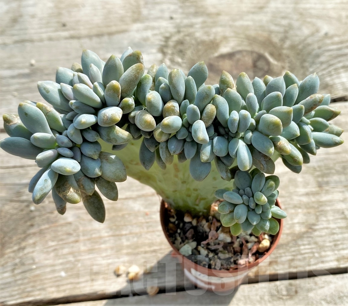 SHPR13112 Graptosedum 'Francesco Baldi' f. cristata - Obrázek 2