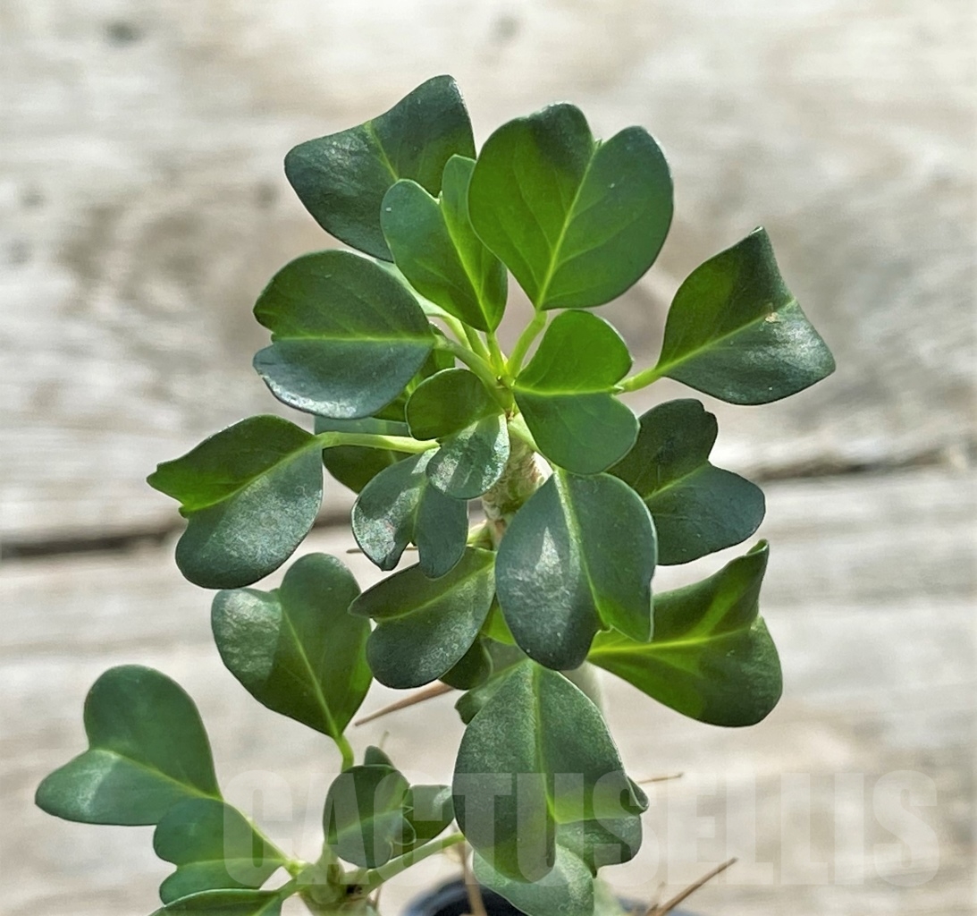 SHPR13113 Sarcocaulon vanderietiae