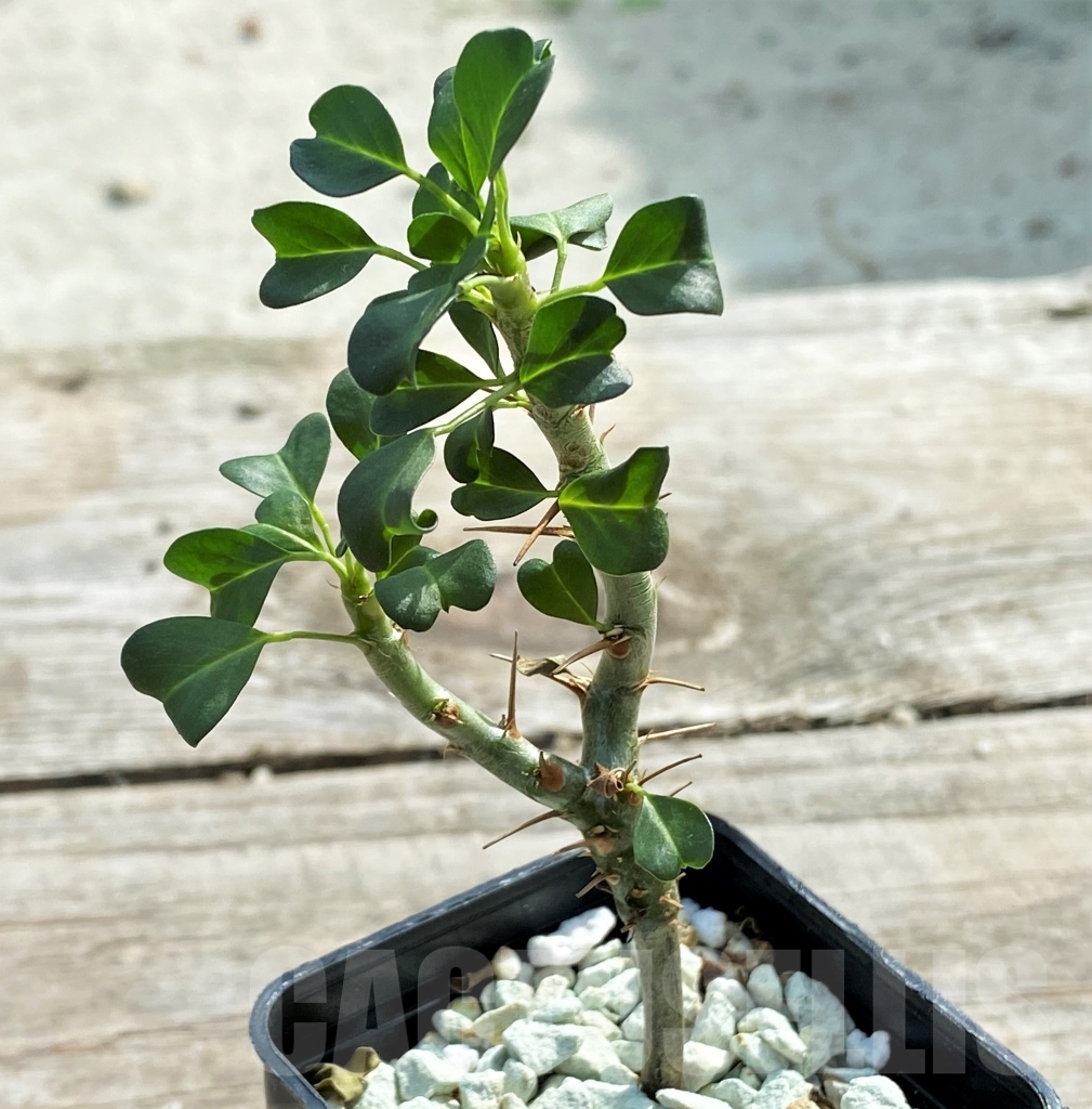 SHPR13113 Sarcocaulon vanderietiae - Image 3