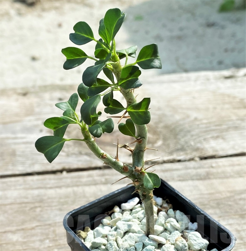 SHPR13113 Sarcocaulon vanderietiae - Image 2