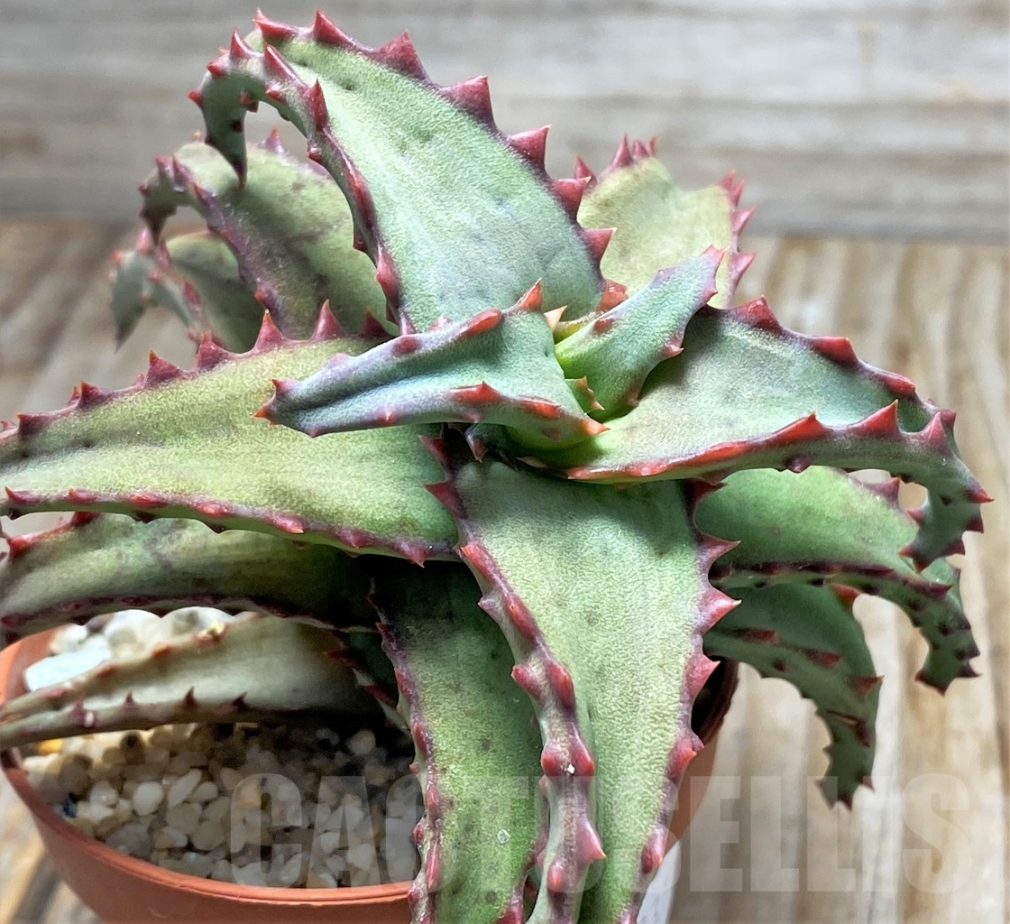 SHPR13114 Aloe castilloniae