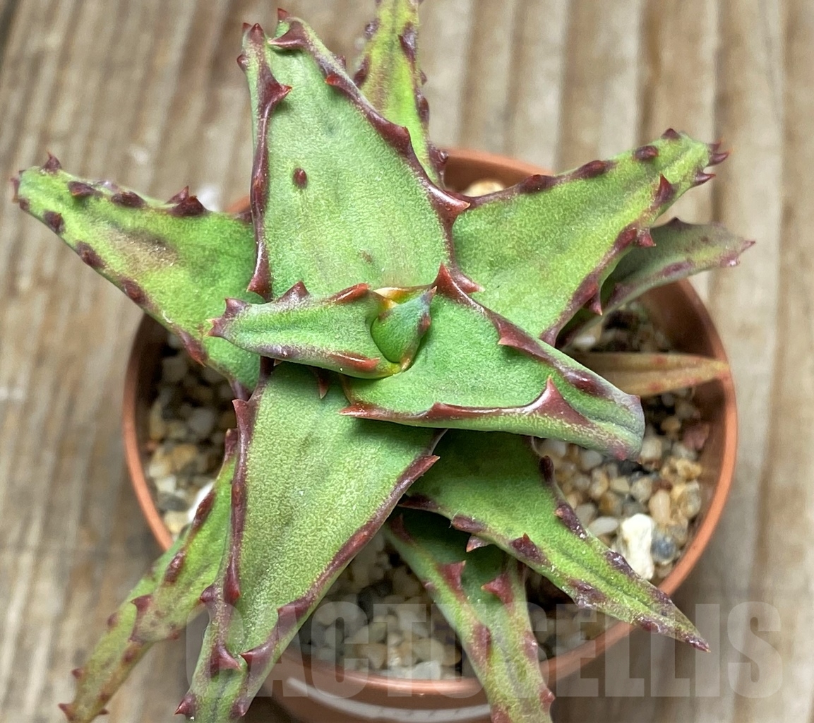 SHPR13115 Aloe castilloniae - Image 2