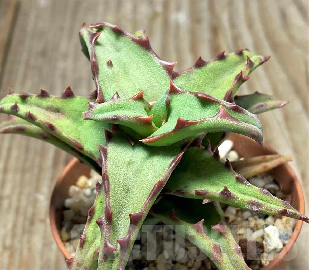 SHPR13115 Aloe castilloniae