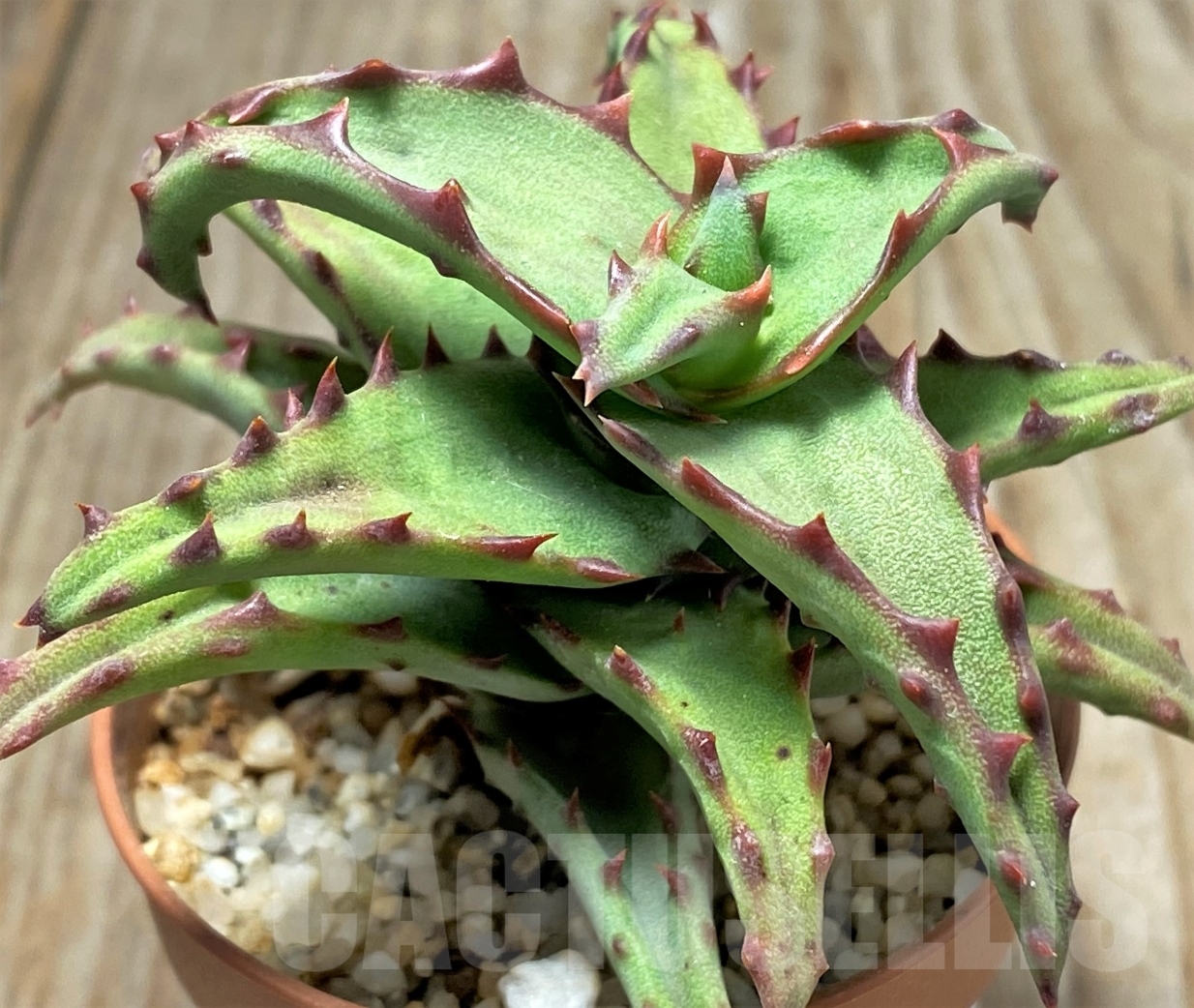 SHPR13115 Aloe castilloniae - Image 3