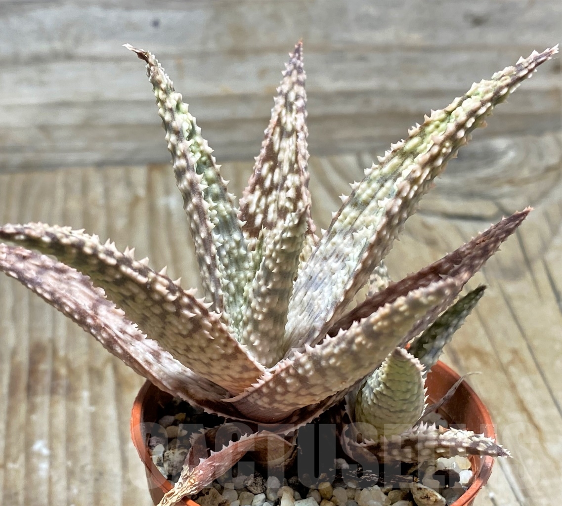 SHPR13119 Aloe hybrid - Image 2