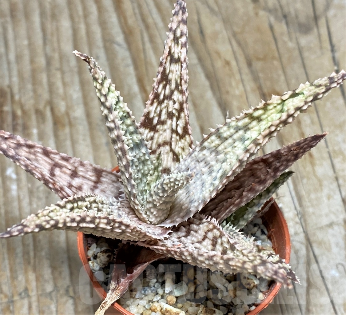 SHPR13119 Aloe hybrid