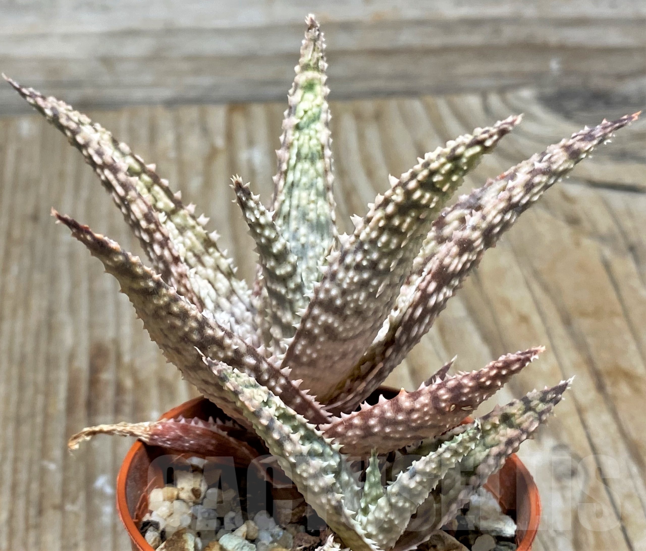 SHPR13119 Aloe hybrid - Image 3