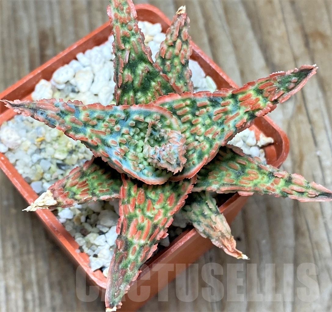 SHPR13120 Aloe hybrid