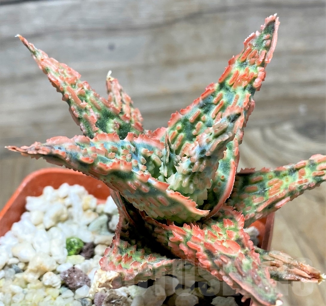 SHPR13120 Aloe hybrid - Image 3