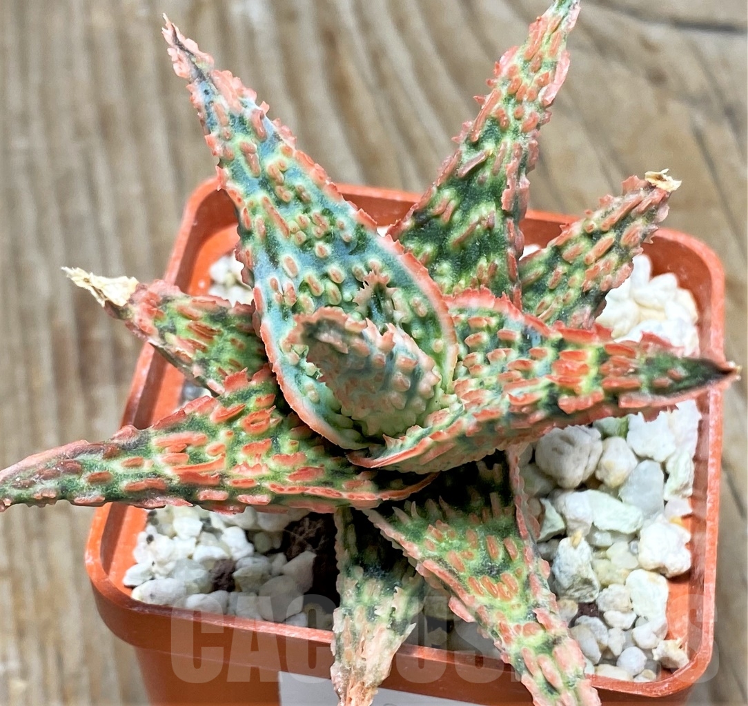 SHPR13120 Aloe hybrid - Image 2