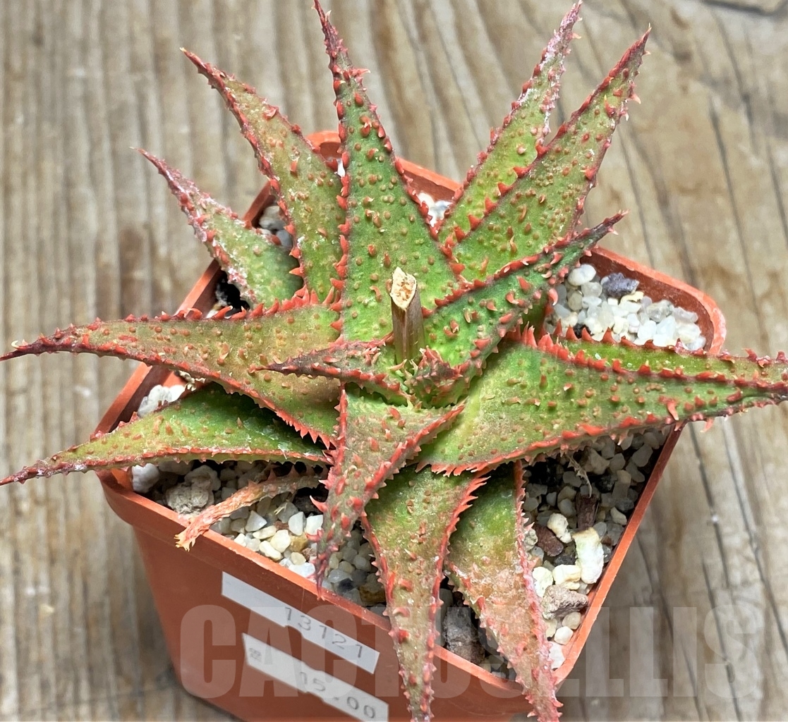 SHPR13121 Aloe hybrid - immagine 4