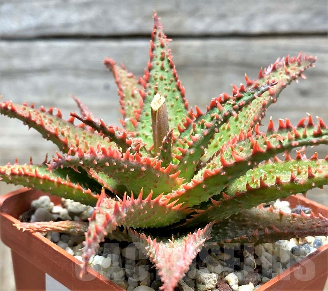 SHPR13121 Aloe hybrid - immagine 3