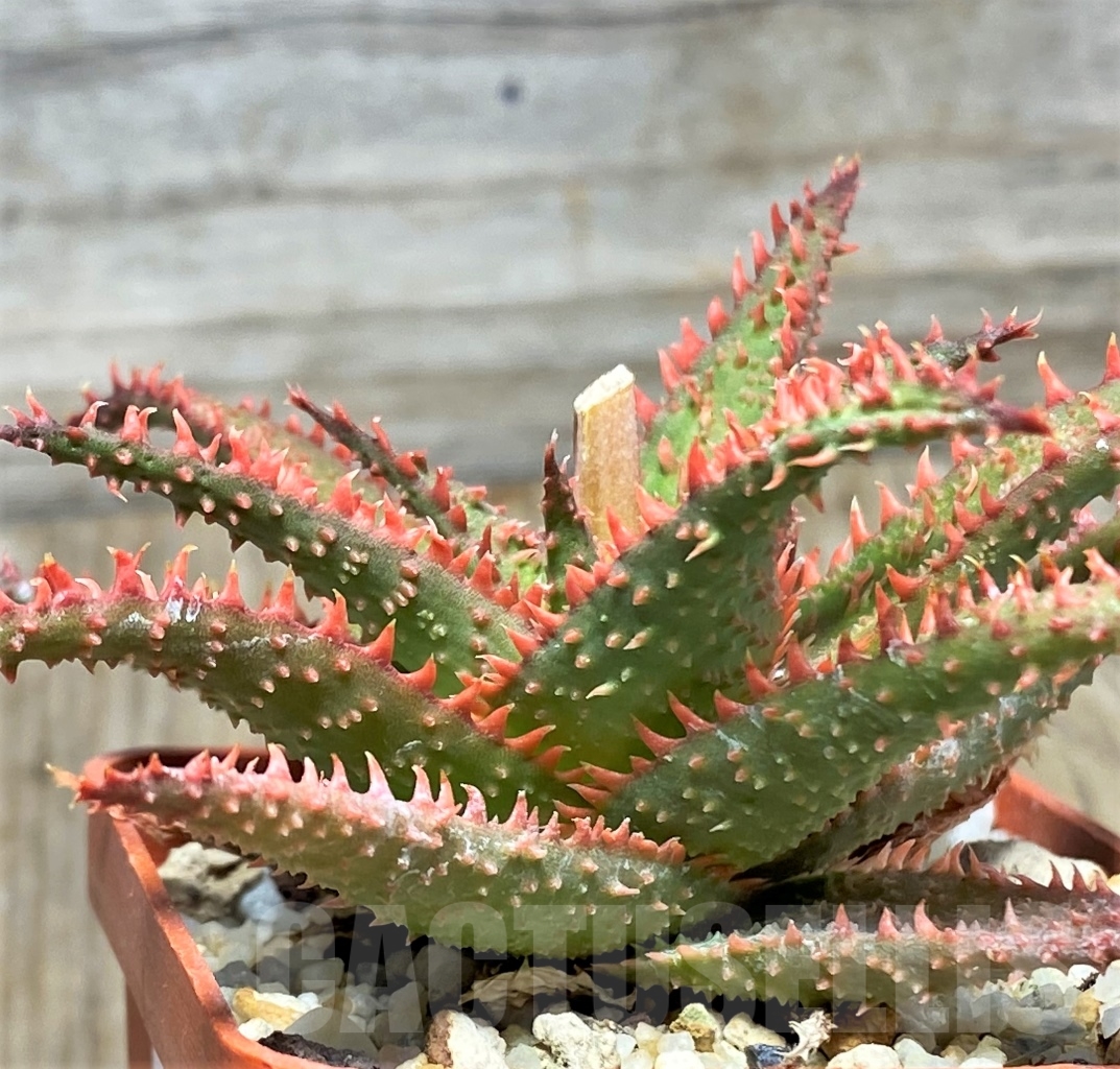 SHPR13121 Aloe hybrid - immagine 2