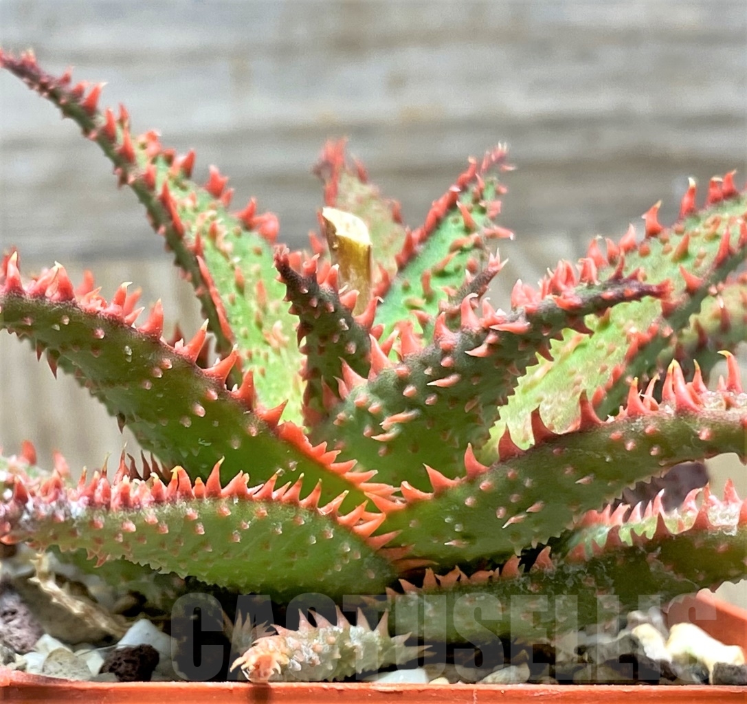 SHPR13121 Aloe hybrid