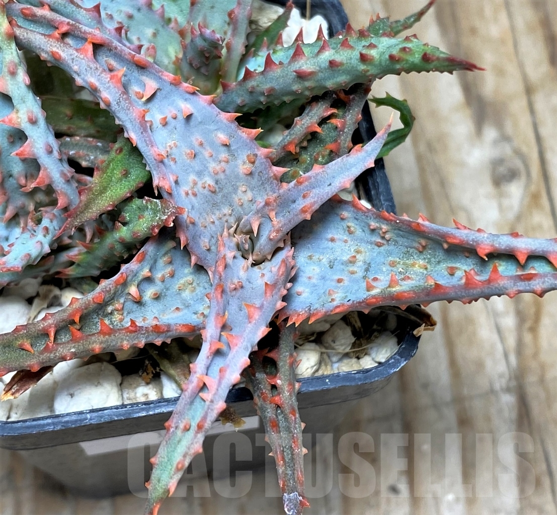 SHPR13122 Aloe castilloniae hybrid, 3 seedling - 画像 (2)