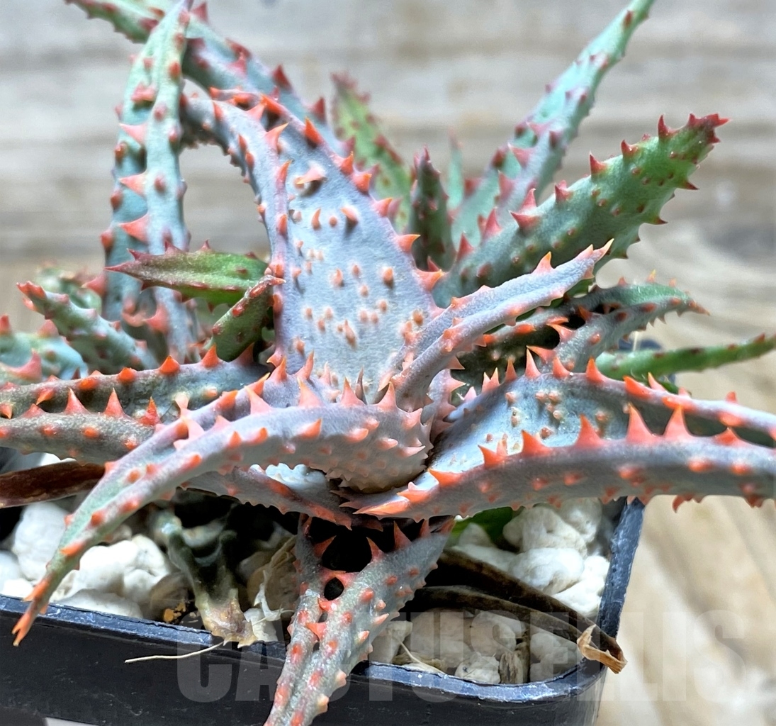 SHPR13122 Aloe castilloniae hybrid, 3 seedling