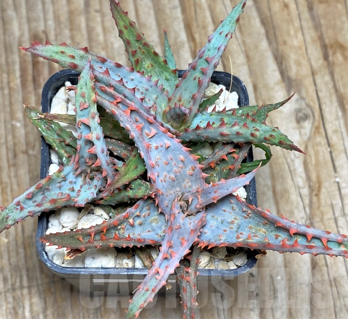 SHPR13122 Aloe castilloniae hybrid, 3 seedling - 画像 (3)