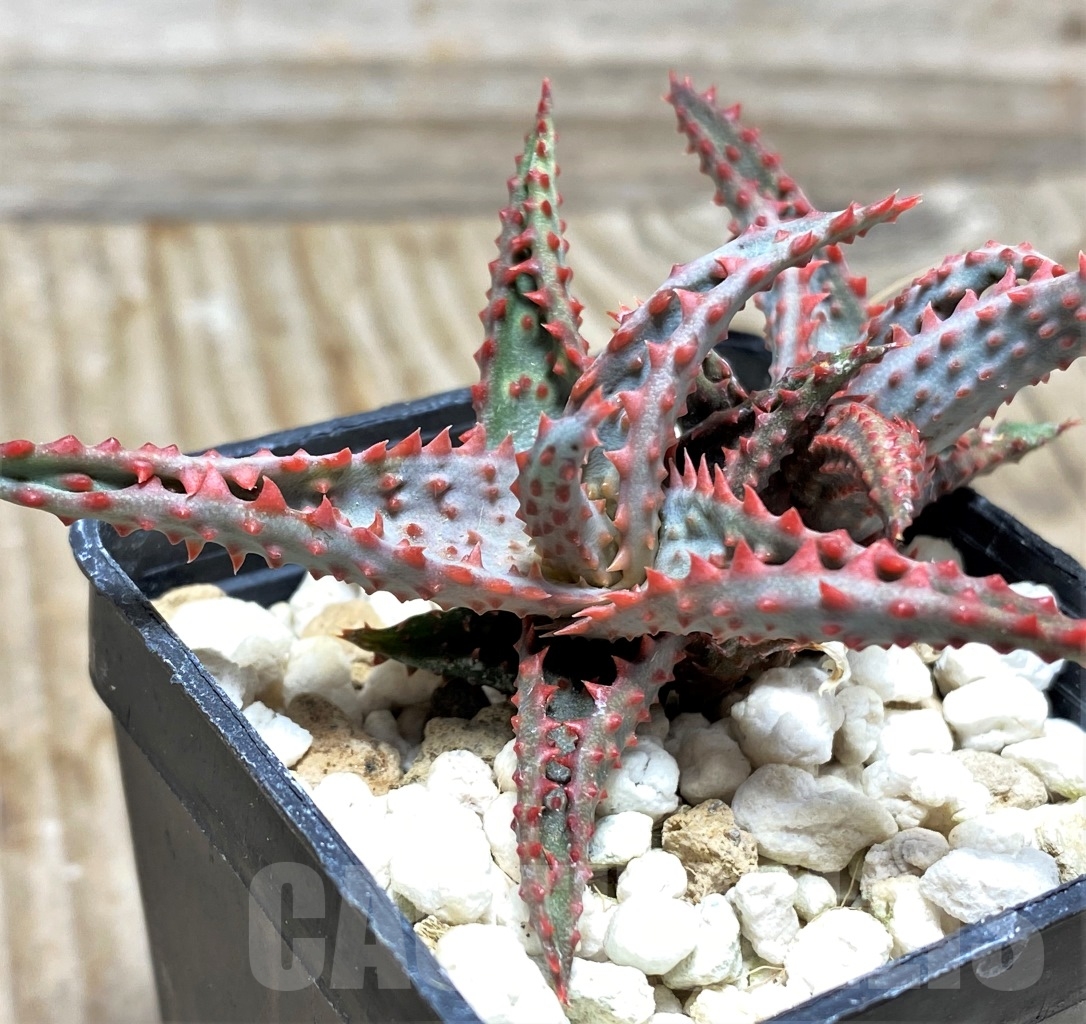 SHPR13123 Aloe castilloniae hybrid - 画像 (3)