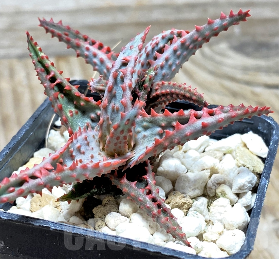 SHPR13123 Aloe castilloniae hybrid - 画像 (2)